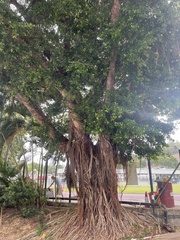 Ficus altissima