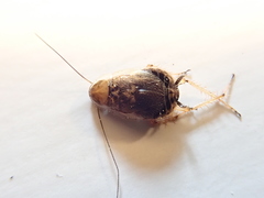 Ectobius erythronotus