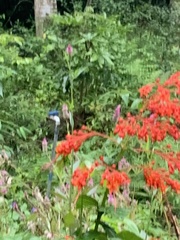 Clerodendrum japonicum