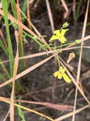Goodenia gracilis