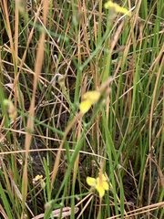Goodenia gracilis