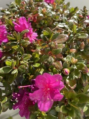 Rhododendron obtusum