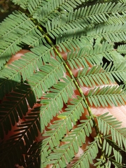 Acacia parvipinnula