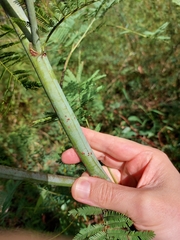 Acacia parvipinnula