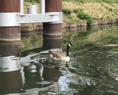 Branta canadensis