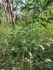 Acacia parvipinnula