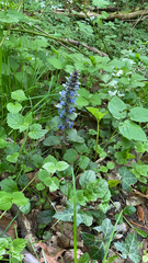 Ajuga reptans