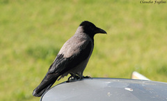 Corvus cornix