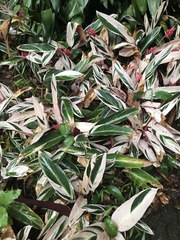 Excoecaria cochinchinensis