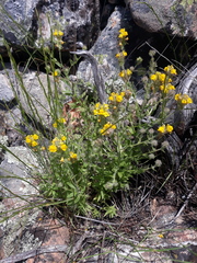 Linaria saxatilis