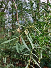 Acacia saliciformis