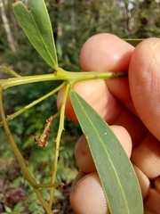 Acacia saliciformis