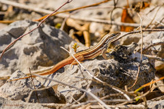 Leiocephalus stictigaster