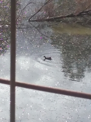 Gallinula tenebrosa