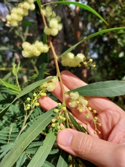 Acacia saliciformis