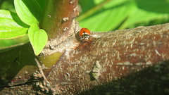 Hippodamia variegata