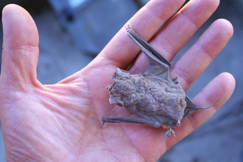 iNaturalist observation photo of Mexican Free-tailed Bat