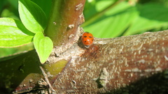 Hippodamia variegata