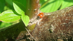 Hippodamia variegata