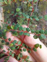 Bossiaea lenticularis