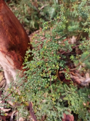 Bossiaea lenticularis