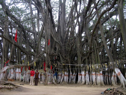 Ficus benghalensis