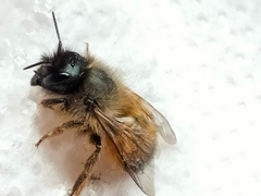 Osmia bicornis
