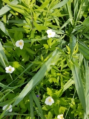 Anemonastrum canadense