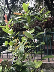 Camellia amplexicaulis