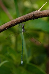 Lestes plagiatus