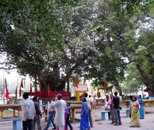 Ficus benghalensis