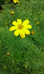 Coreopsis verticillata