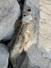 Carassius auratus