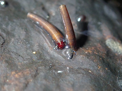 Olinga