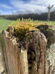Ptychostomum capillare
