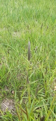 Alopecurus arundinaceus