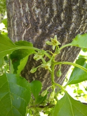 Celastrus flagellaris