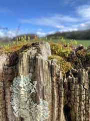 Ptychostomum capillare