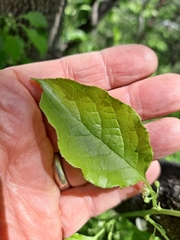 Celastrus flagellaris