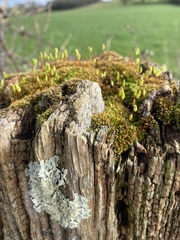Ptychostomum capillare