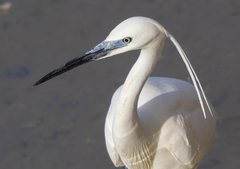 Egretta garzetta