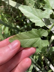 Convolvulus erubescens