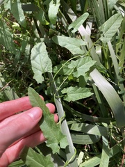 Convolvulus erubescens