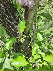 Celastrus flagellaris