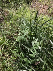 Convolvulus erubescens