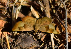 Sarangesa phidyle
