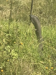 Hemachatus haemachatus