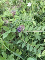 Vicia sepium