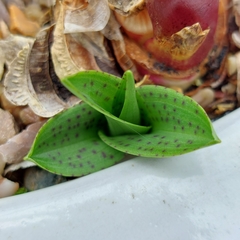 Dactylorhiza purpurella