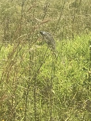 Hemachatus haemachatus